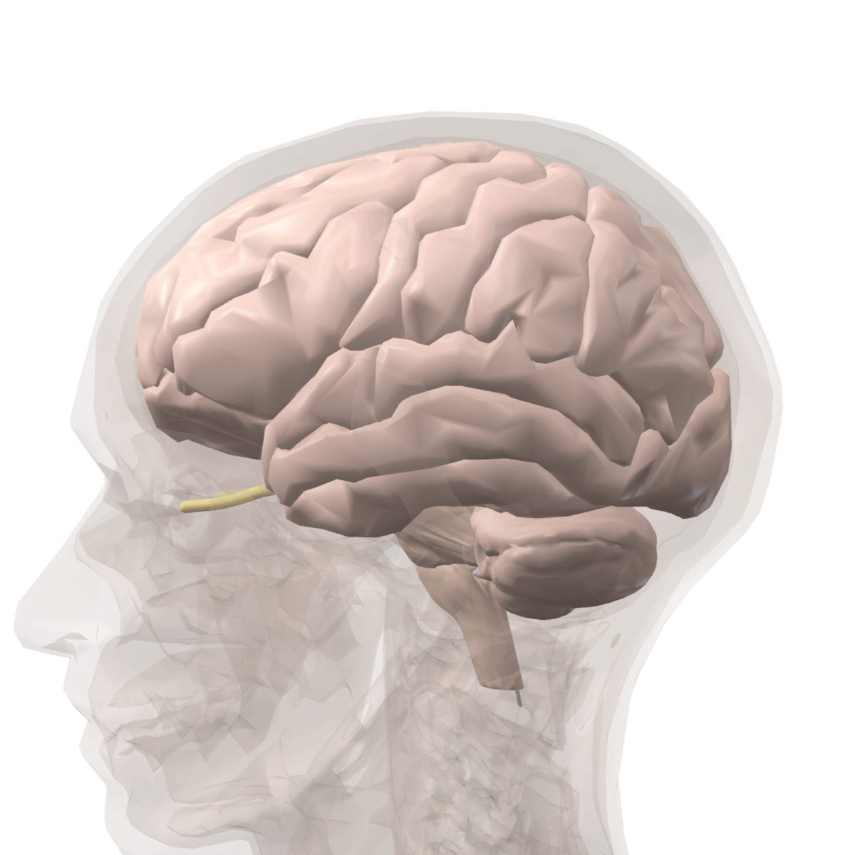 The Brain, from Questora's Anatomy Atlas
